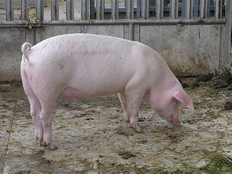Schwein – Hurraki - Wörterbuch für Leichte Sprache