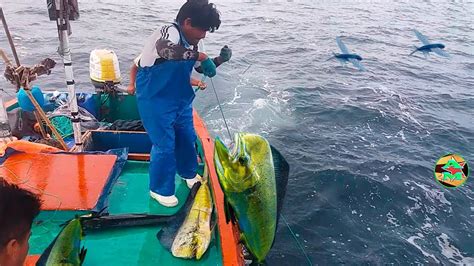 Así se Pescan los Peces Dorados con Peces Voladores Pesca en Alta Mar