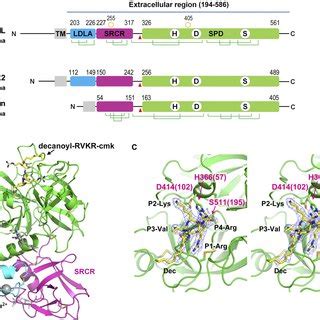 Overall Structure Of The Human Mspl Extracellular Domain A Schematic