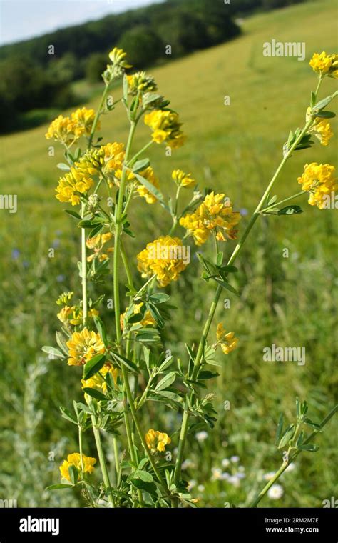 Alfalfa Sickle Medicago Falcata Blooms In Nature Stock Photo Alamy