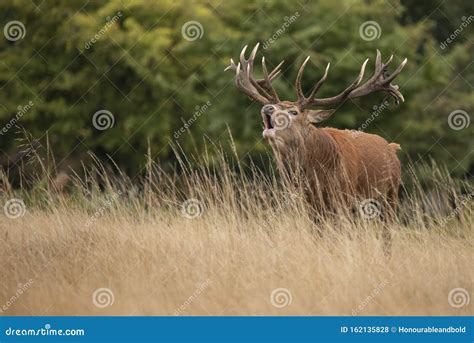 Sutning Portrait Of Red Deer Stag Cervus Elaphus In Autumn Fall