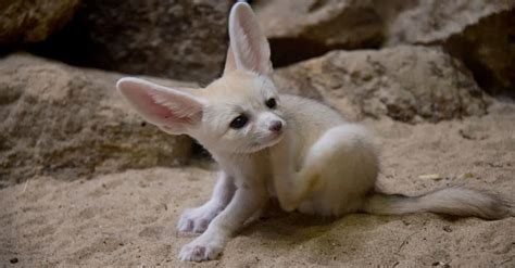 Whats A Baby Fennec Fox Called 5 More Amazing Facts And Pictures A