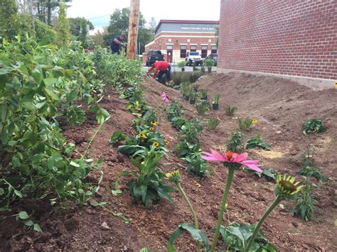 Princeton Nature Notes Princeton Finally Plants Its Fuel Tank Raingarden