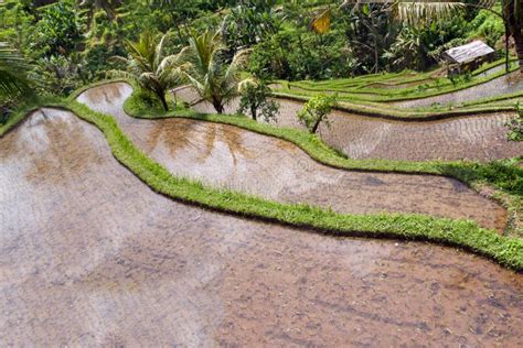 Rice Terrace Field, Ubud, Bali, Indonesia Stock Image - Image of grass ...