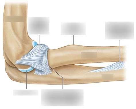 Elbow Ligaments 2 Diagram Quizlet