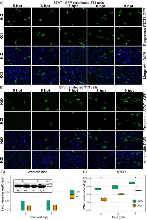 K Channel Inhibitors Disrupt An Early Post Entry Step Of Sfv