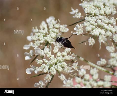 Tumbling Flower Beetles Mordellidae Stock Photo Alamy