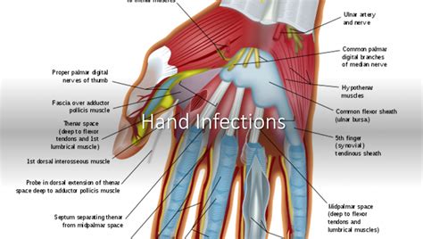 Emergency Medicine Educationthe Evaluation And Management