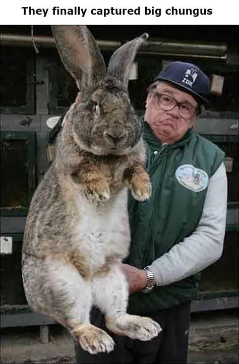 Big Chungus Stuffed Animal