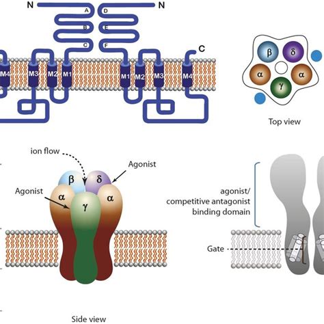 Examples Of Ligand Gated Channels Astral Projection