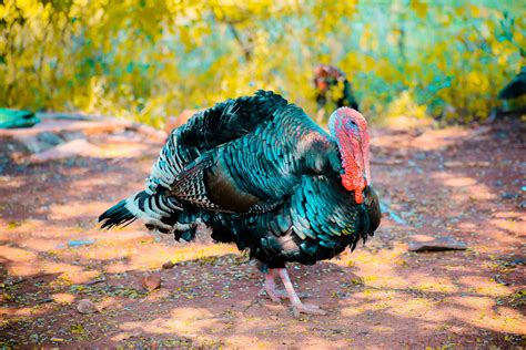 Fotos Gratis Pavo Salvaje Pavo Domesticado Pájaro Turquía