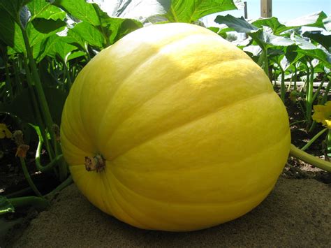 Giant Pumpkin Growing Tips From The Pumpkin Man: Pumpkin Patch Pictures ...