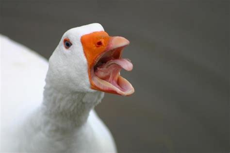 Create meme "evil goose photos, photo angry goose, sorry goose ...