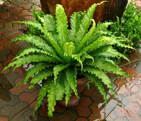 Asplenium Antiquum Victoria Família Aspleniaceae Luz Meia Sombra