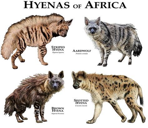 Hyenas In Africa