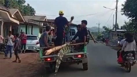 Buaya Sepanjang 3 Meter Yang Terkam Penjaring Ikan Dibawa Ke BKSDA