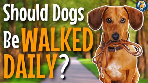 Why Do Dogs Need To Be Walked