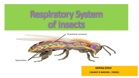 Insect Respiratory System Ppt