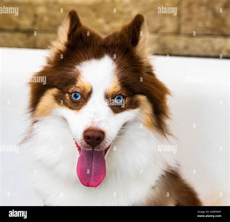 Beautiful Brown, Tan and White Pomeranian and Husky (Pomsky) mixed ...