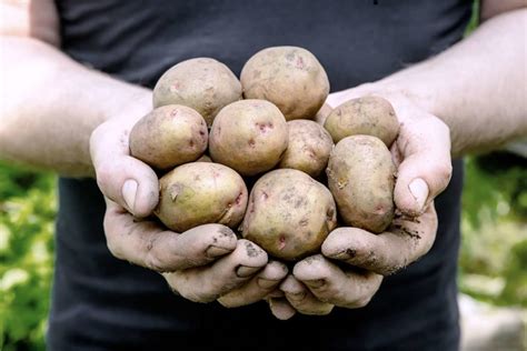 Tips Voor Het Kweken Van Aardappelen In Uw Eigen Tuin Agri World