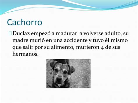 La Historia De El Perro Ppt Descarga Gratuita