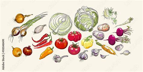 realistic vector hand drawing set of vegetables Stock Vector | Adobe Stock