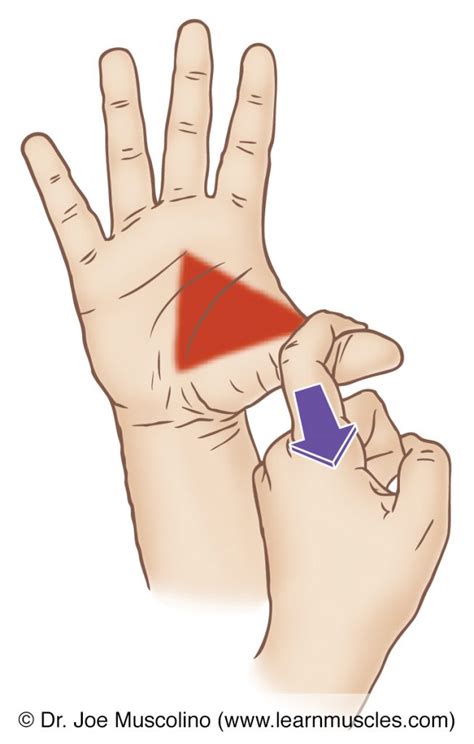 Adductor Pollicis Stretching Learn Muscles