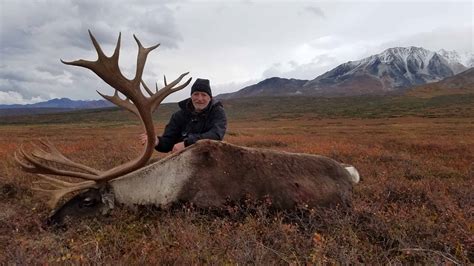 Caribou Photos Alaska Brown Bear Hunts Litzen Guide Service