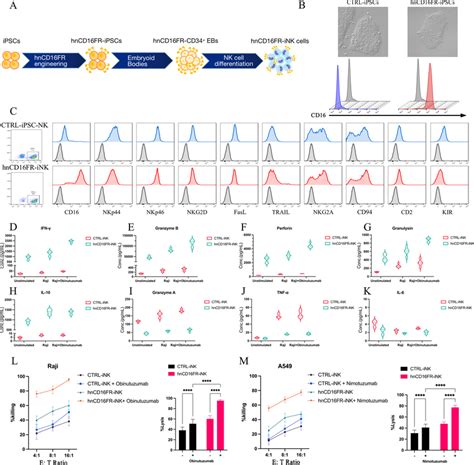 Phenotypic Characterization Of Ipsc Derived Nk Cells Expressing