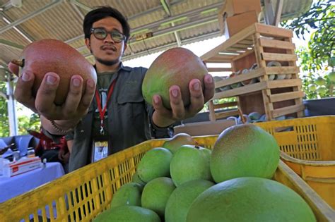 Pertamina Balongan Panen Mangga Agrimania Republika Online