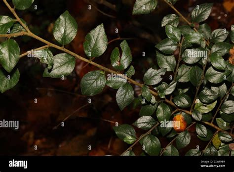 Himalayan Cotoneaster Cotoneaster Simonsii Plantae Stock Photo Alamy