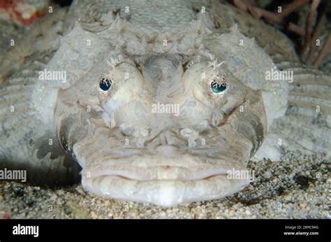 Crocodile Flathead Cymbacephalus Beauforti Bandara Dive Site Night