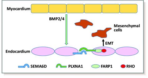 Sema D Promotes Emt At Av Cushions In Responding To Bmp Ligands