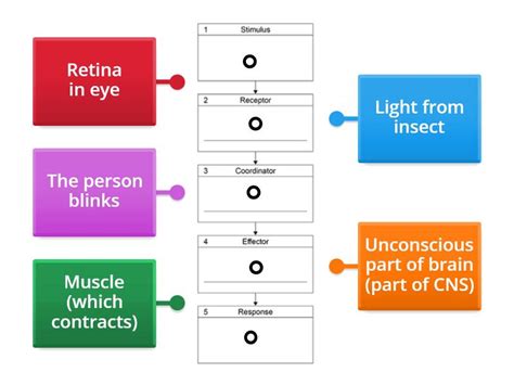 blink reflex labelled diagram