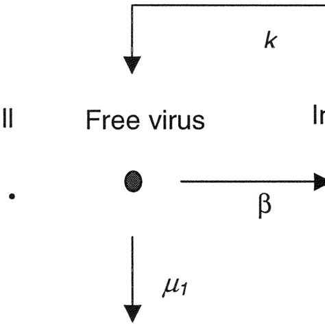 Schematic Illustration Of The Basic Hiv Model Download Scientific