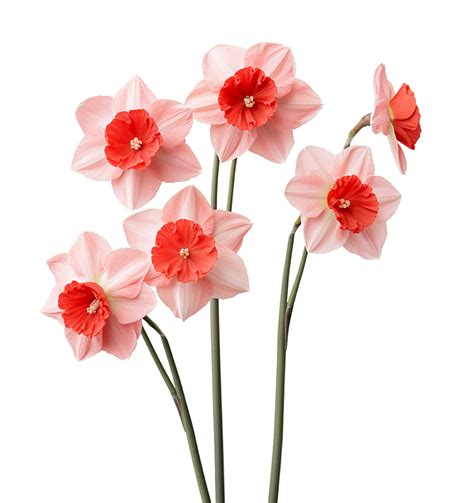 Pink daffodils flowers isolated 26603446 PNG