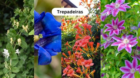 Plantas Trepadeiras De Crescimento R Pido Biolimentar