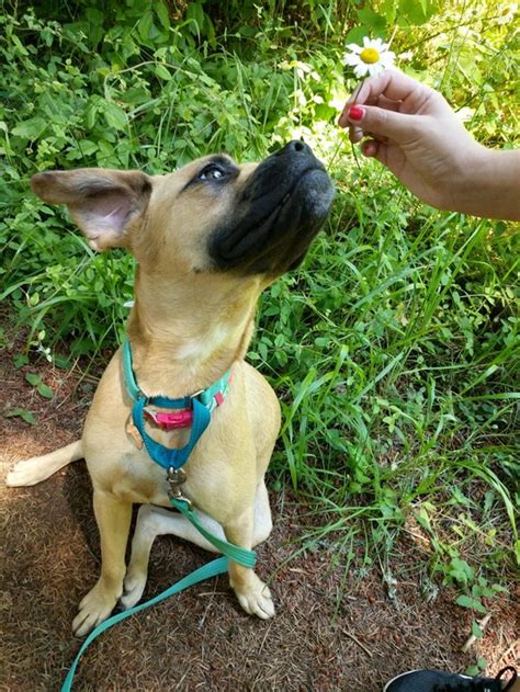 19 Fotos que comprovam o amor entre animais e pessoas é mútuo Incrível