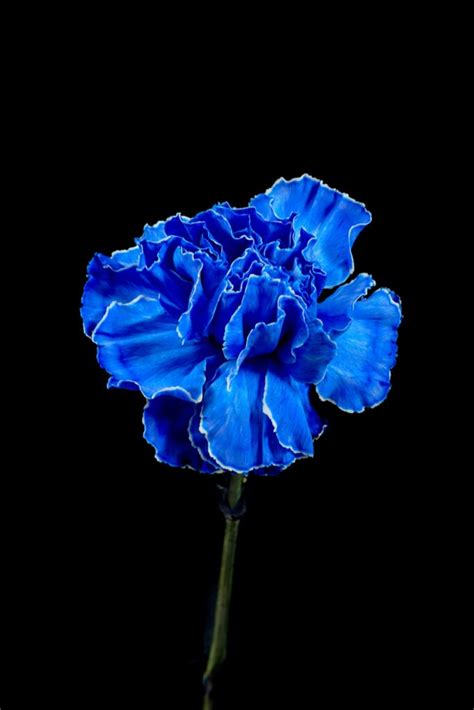 Blue Carnation Symbolism Top 15 Meanings Give Me History