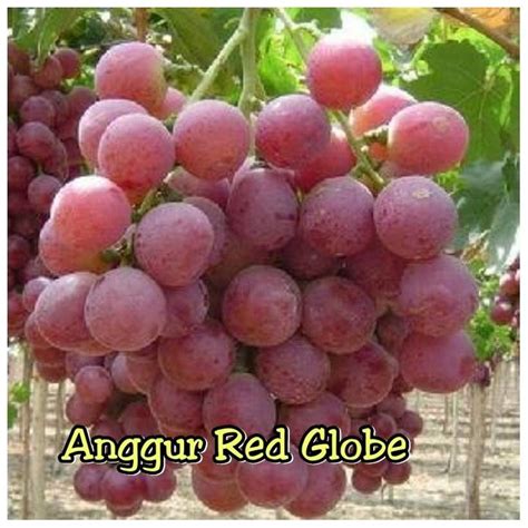 Jual Tanaman Buah Anggur Red Globe Australia Super Manis Unggulan