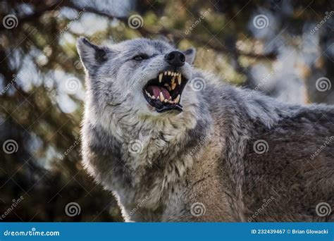 Image of a Large Timber Wolf Snarling and Baring His Impressive Teeth. Stock Image - Image of ...