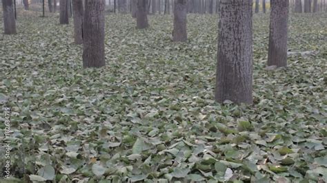 After The Gusty Wind A Poplar Tree With Fallen Leaves Early Winter