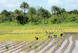 Cash For Work Programme Ushers Farmers Back To Their Feet In Guinea Bissau