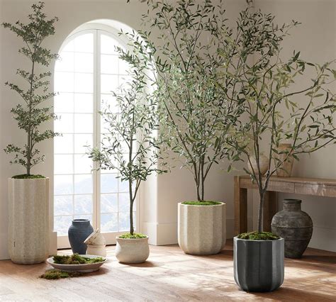 Faux Olive Trees Pottery Barn