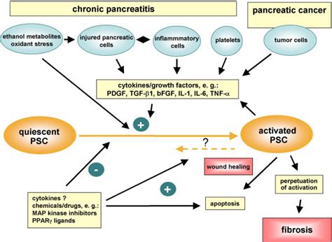 Pancreatic Stellate Cell Activation In Chronic Pancreatitis And Download Scientific Diagram