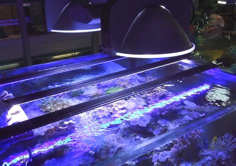 Illuminazione Acquario Marino Led Neon E Hqi Differenze