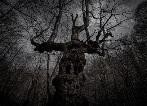 Old Abstract Tree in a Creepy Forest Stock Photo - Image of stem ...