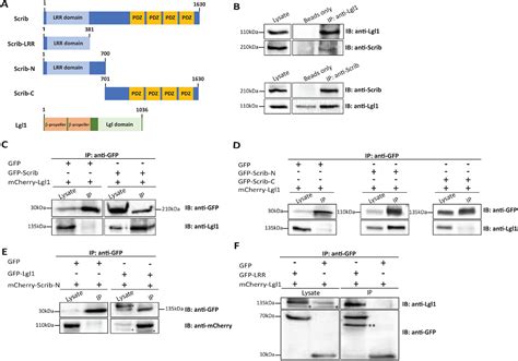 Scribble Lgl And Myosin Ii Form A Complex In Vivo To Promote