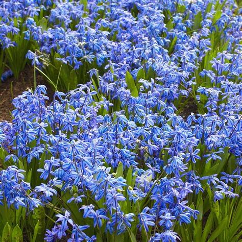 Siberian Squill Bulbs | Deer Resistant Spring Beauty