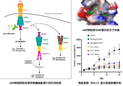 成果推介：靶向细胞凋亡系统抗癌创新小分子药物